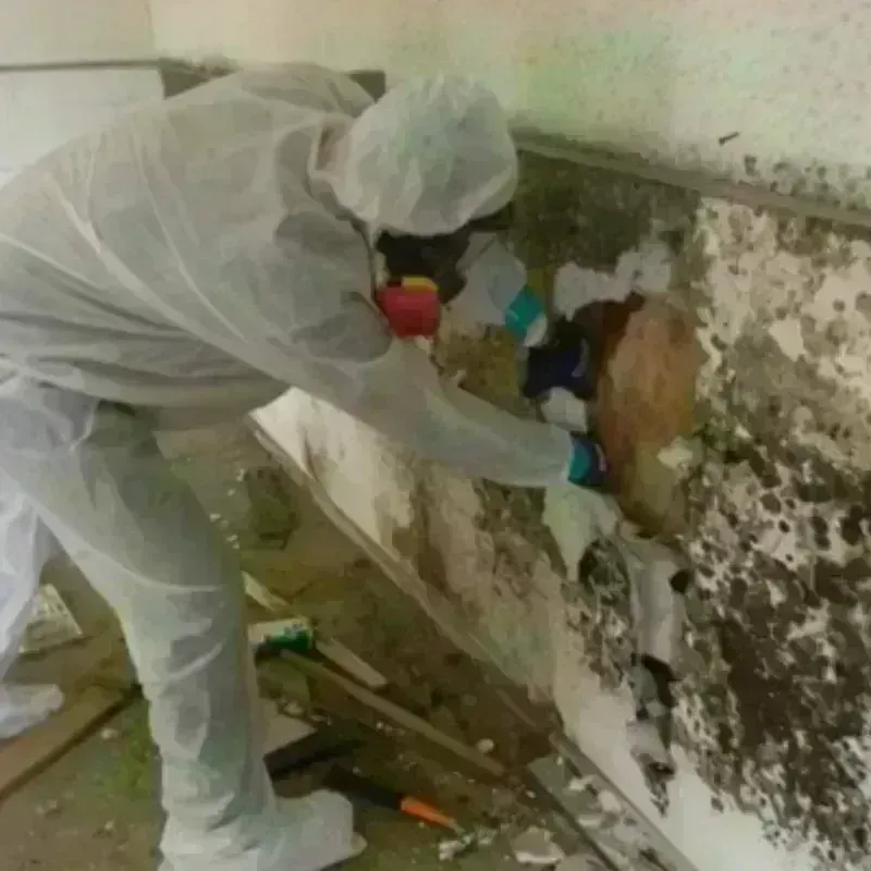 Mold Remediation and Removal in Eddyville, IA